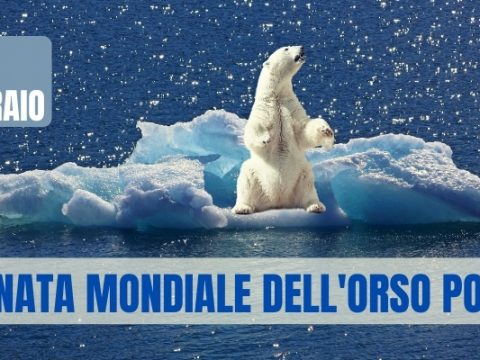 27 febbraio, Giornata mondiale dell'orso polare