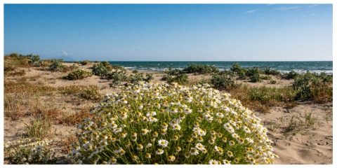 Le dune e la flora delle spiagge