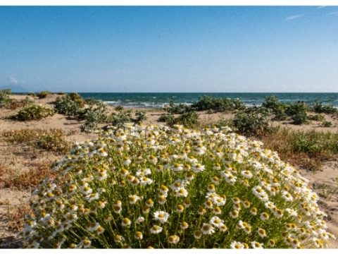 Le dune e la flora delle spiagge