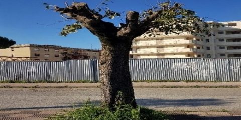 La Capitozzatura degli alberi