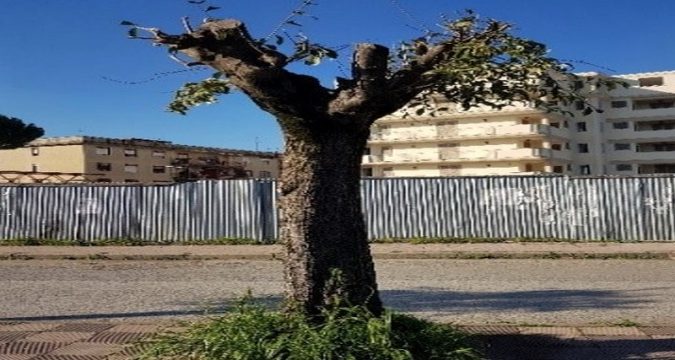 La Capitozzatura degli alberi