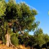 Olio cilento dop, la principale risorsa agricola del Cilento