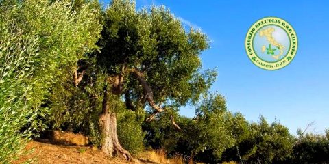 Olio cilento dop, la principale risorsa agricola del Cilento