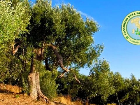 Olio cilento dop, la principale risorsa agricola del Cilento