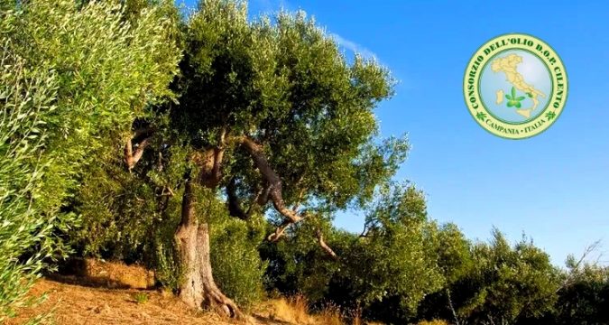 Olio cilento dop, la principale risorsa agricola del Cilento