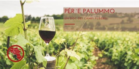 Vino Pér `e Palummo dei Campi Flegrei, sinonimo del Piedirosso