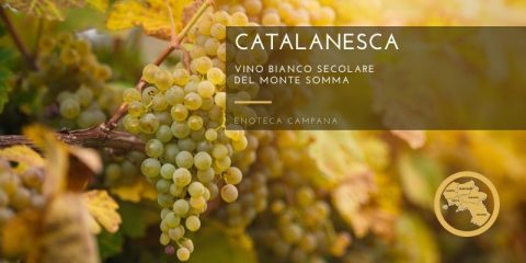 Catalanesca del Monte Somma, un vino secolare