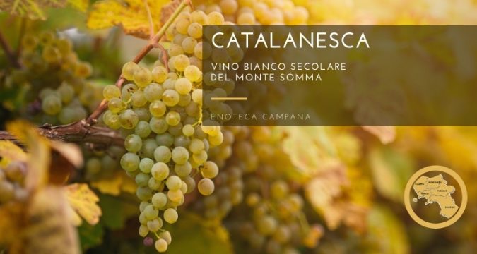 Catalanesca del Monte Somma, un vino secolare