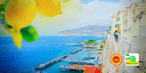 Limone di Sorrento IGP, vero simbolo di Sorrento e di tutta la costiera