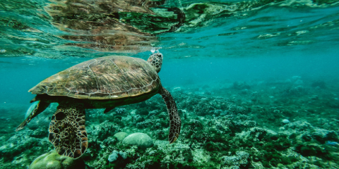 Gli oceani si stanno riscaldando: isole e creature marine a rischio