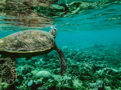 Gli oceani si stanno riscaldando: isole e creature marine a rischio