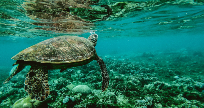 Gli oceani si stanno riscaldando: isole e creature marine a rischio