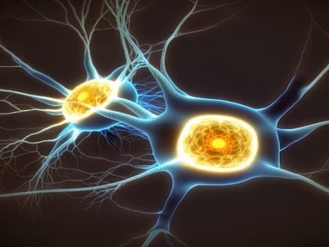 Biocomputer con cellule cerebrali umane, le incredibili possibilità