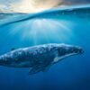 Giornata Mondiale delle Balene, tutto quello che devi sapere