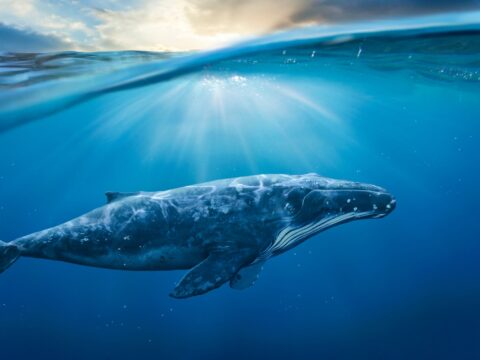 Giornata Mondiale delle Balene, tutto quello che devi sapere