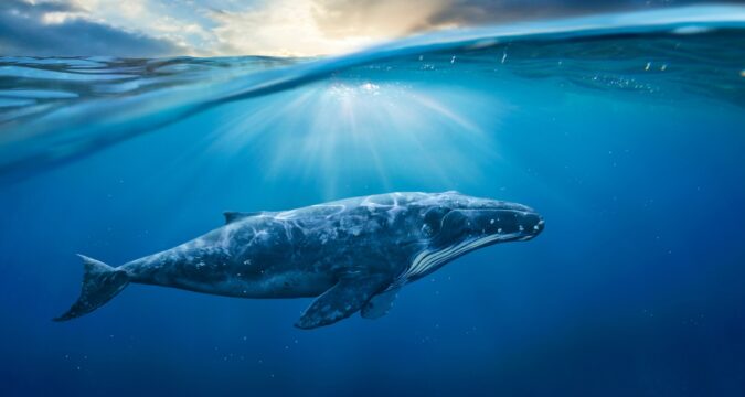 Giornata Mondiale delle Balene, tutto quello che devi sapere