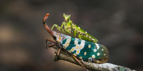 Social media e biodiversità: un connubio interessante