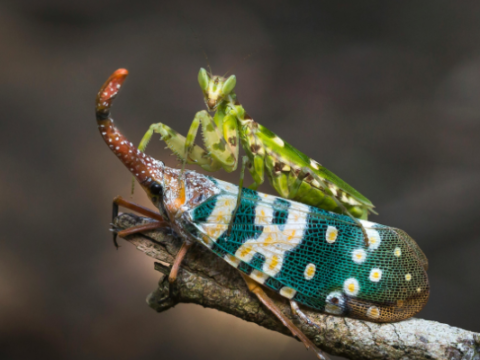 Social media e biodiversità: un connubio interessante