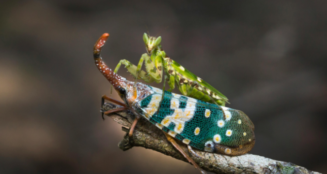 Social media e biodiversità: un connubio interessante